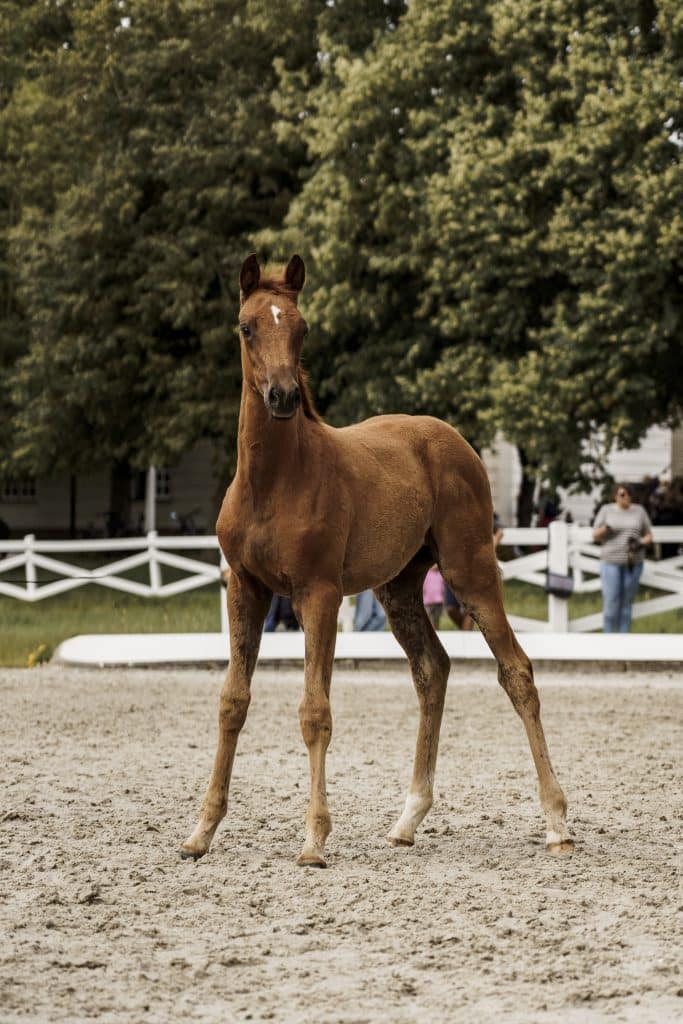 SAVE THE DATE! Unsere Fohlenschau 2026. 3 Gestuet Panker Fohlenschau24 073 2