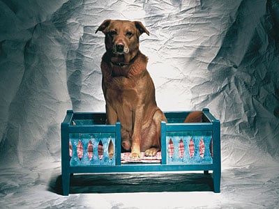 panker hundebett 1 1